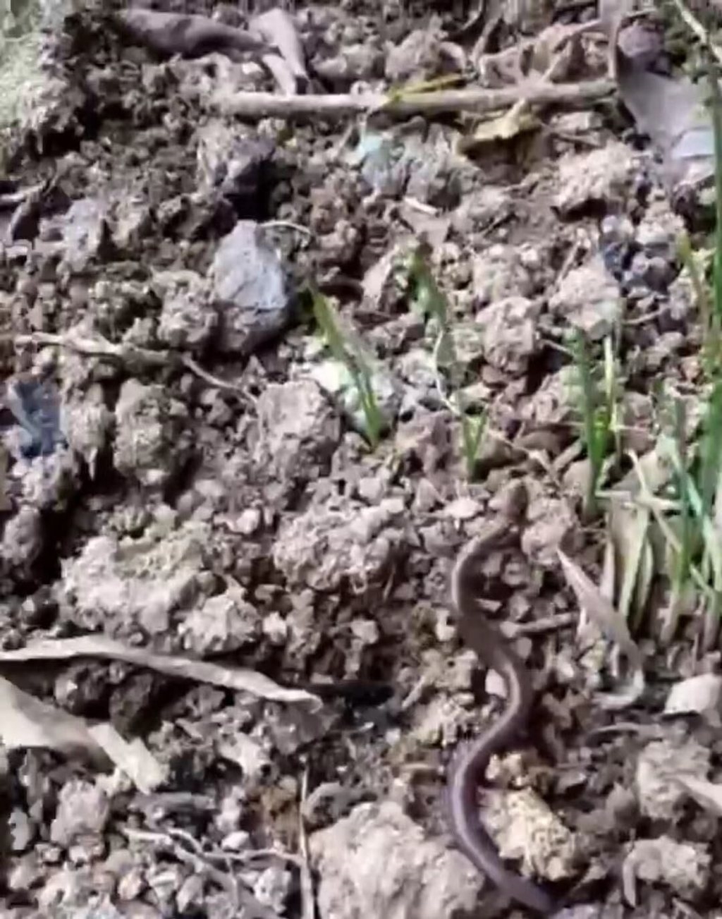 民情警惕在淘宝热卖的电蚯蚓机正成为伤害土壤的帮凶