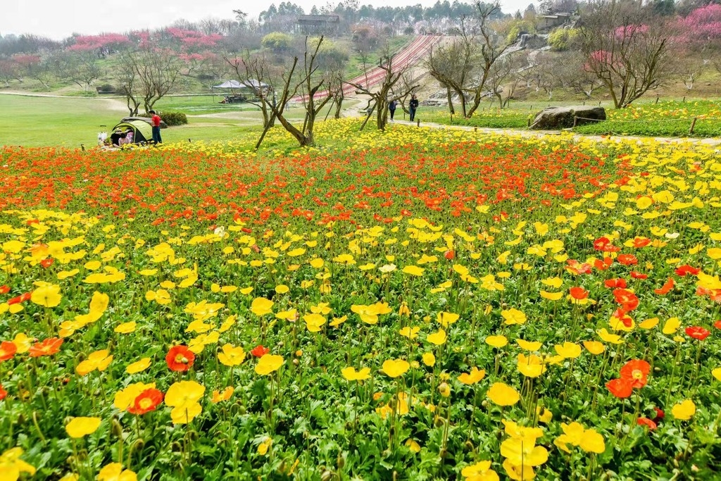 视频丨三圣乡:花开春日暖 村民领分红现金笑开颜