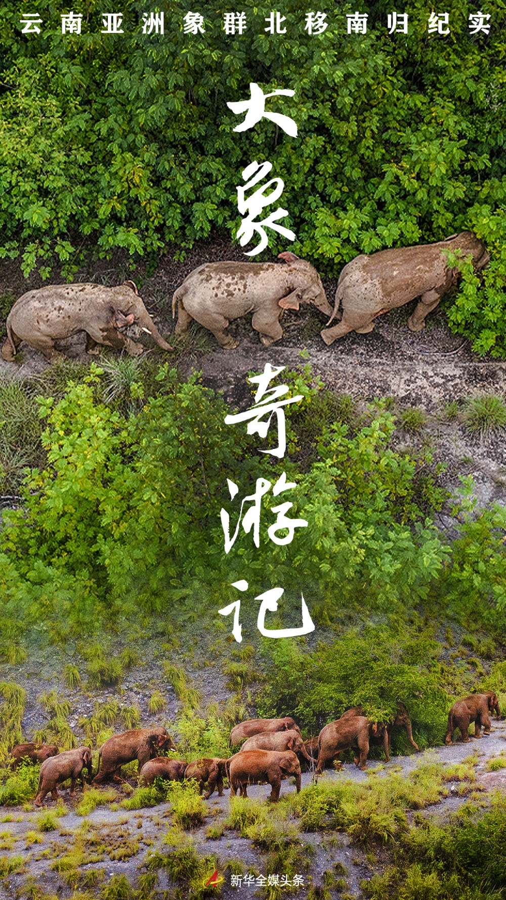 大象奇游记——云南亚洲象群北移南归纪实