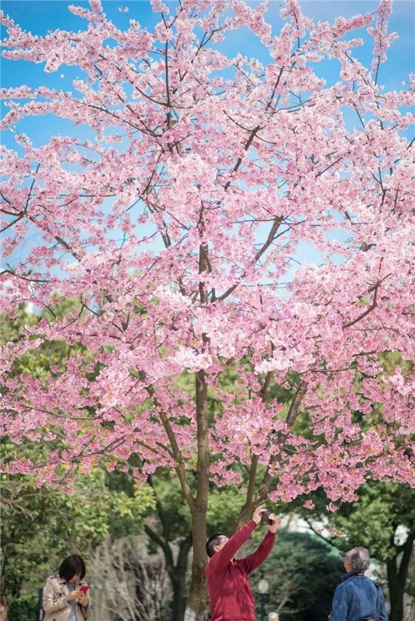 新津花源街道东华村