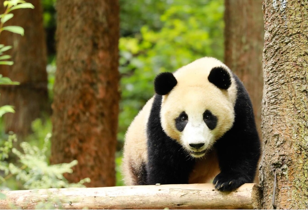 祝福中国航天事业,四川这只大熊猫取名"航宝"