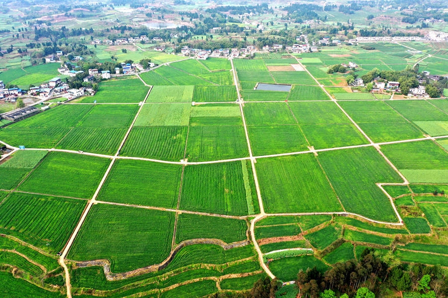 仁寿:高标准农田绘就绿色田园_四川在线