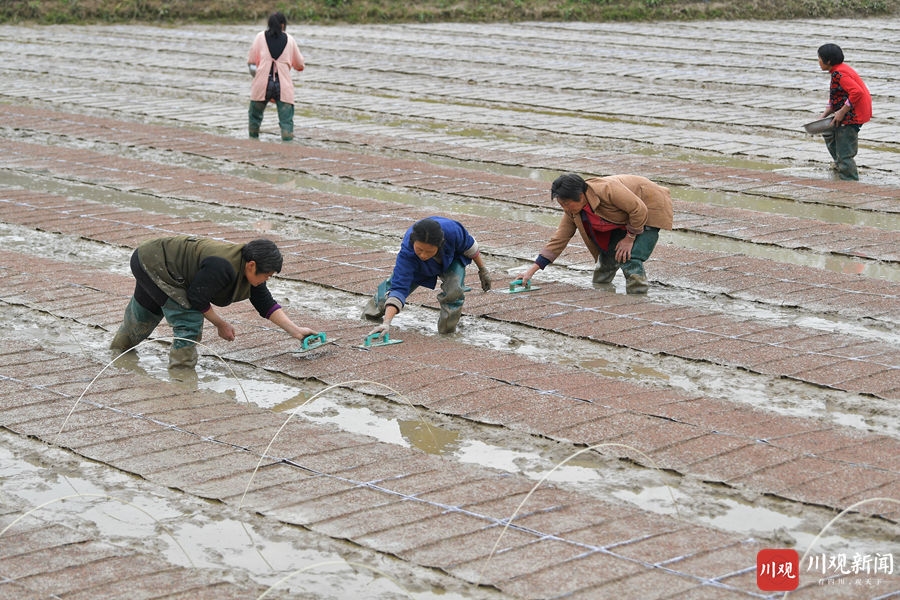 广安市广安区:春耕正当时 水稻育苗忙