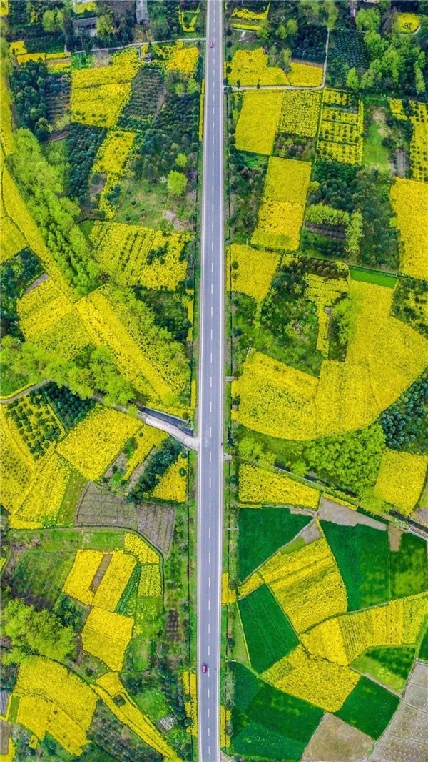 崇州重庆路油菜花田