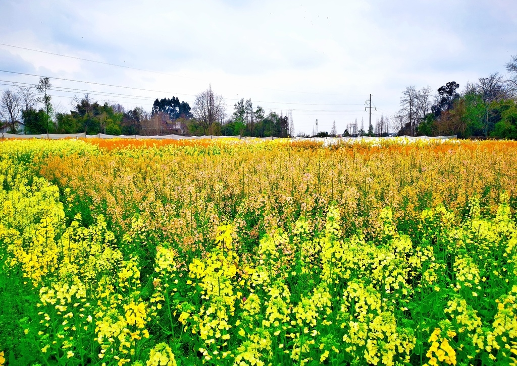 多图丨什邡五彩油菜花绽放_四川在线