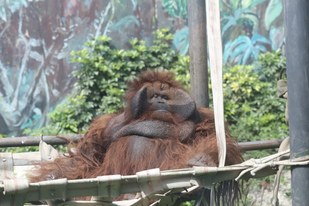 来自重庆的红猩猩"播谊"来成都动物园啦!