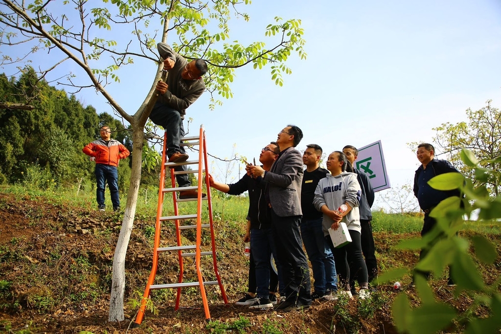 核桃树旁百名村民学嫁接四川省科技下乡万里行首批专家服务团走进广元