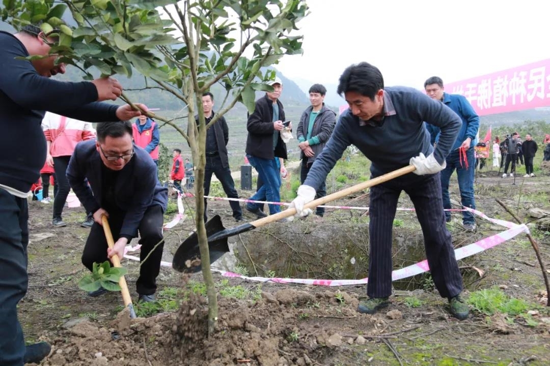 沙湾区:全民种植佛手柑 助推乡村大振兴