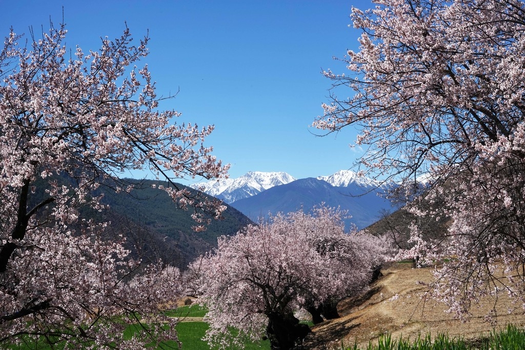 甘孜得荣太阳谷:十里桃花 灼灼其华