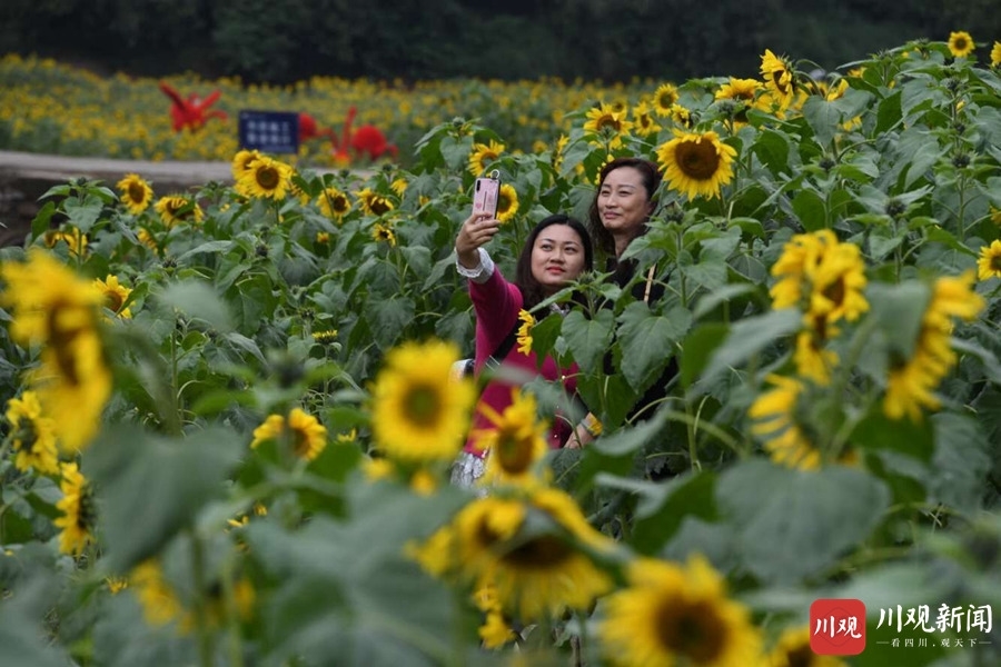 视频|乐山嘉州绿心公园40万株向日葵盛开,等你来打卡!