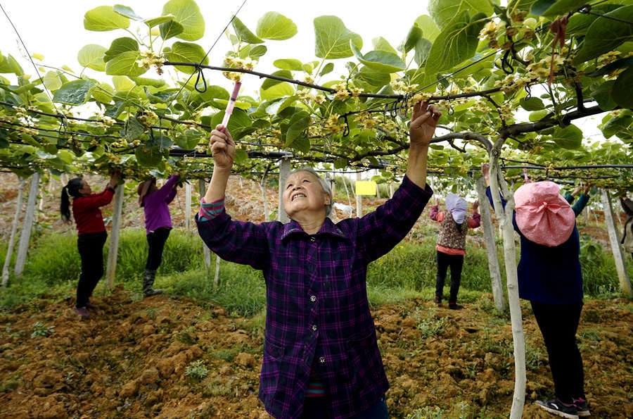 现全区种植面积已达3万余亩,2020年挂果1. 5万余亩,产值达