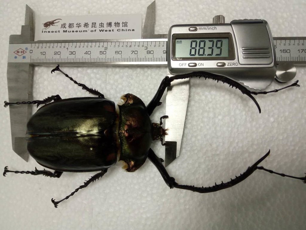 68>68正文它还是一只珍稀的昆虫,名叫格彩臂金龟或格长臂金龟,是