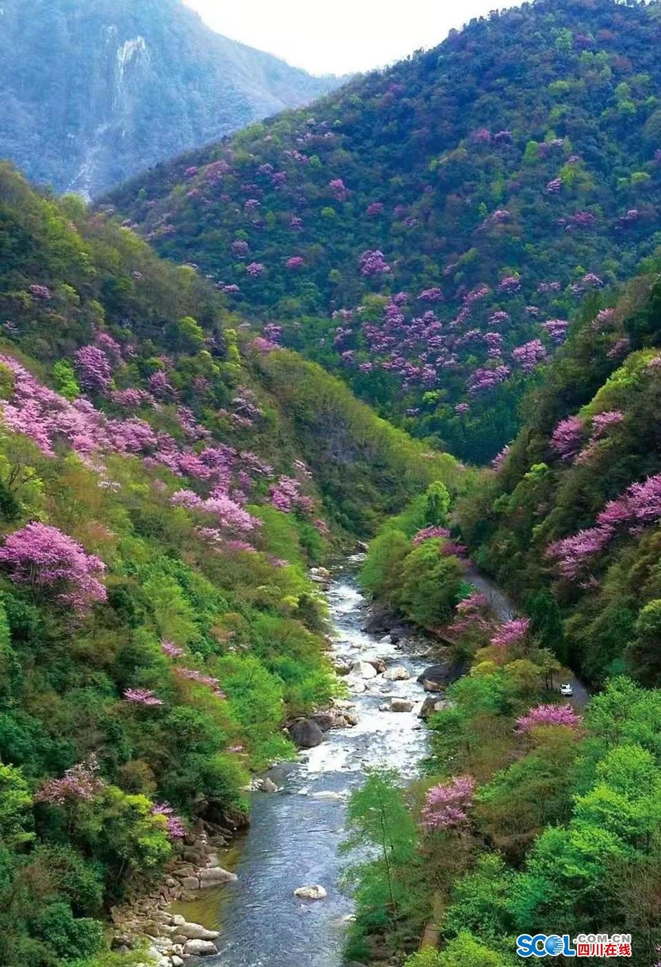 4月相约四川唐家河,全国最大野生紫荆花群落邀你来赏!