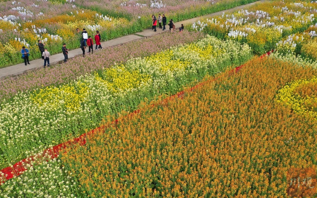 四川什邡:五彩油菜花绘出春天"调色板"