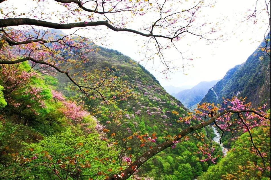 赏花,观兽,学灭火 四川唐家河保护区自然教育开启"混搭风"