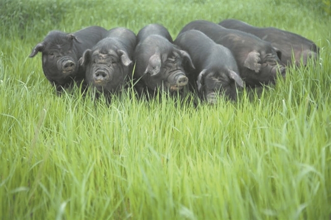 以成都平原传统黑猪品种成华猪为基础选育 "黑毛猪儿"回来了