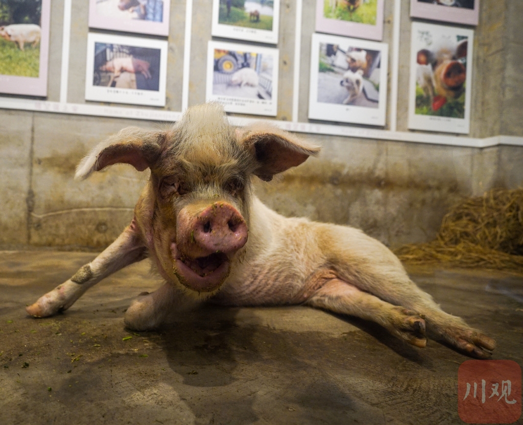 视频|探访"猪坚强":世上最幸福又长寿的的猪本月过生