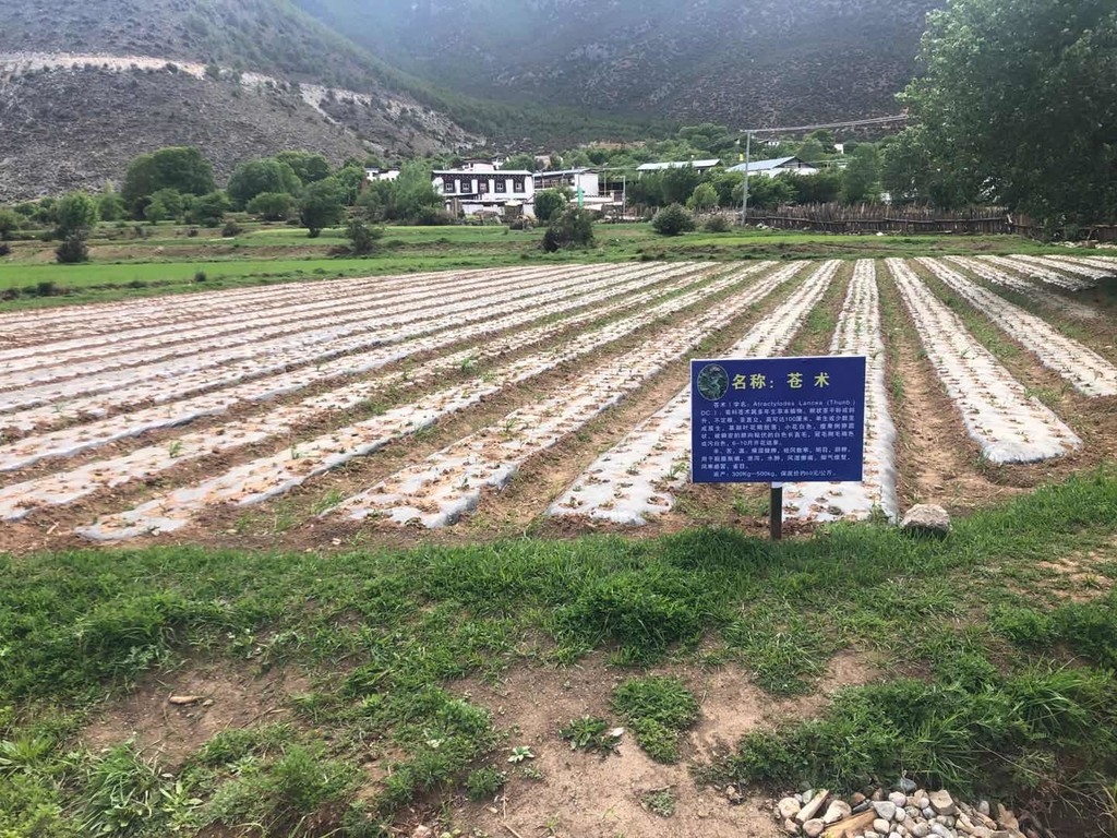 得荣县茨巫乡中藏药材基地.甘孜州经济和信息化局中藏药产业科供图