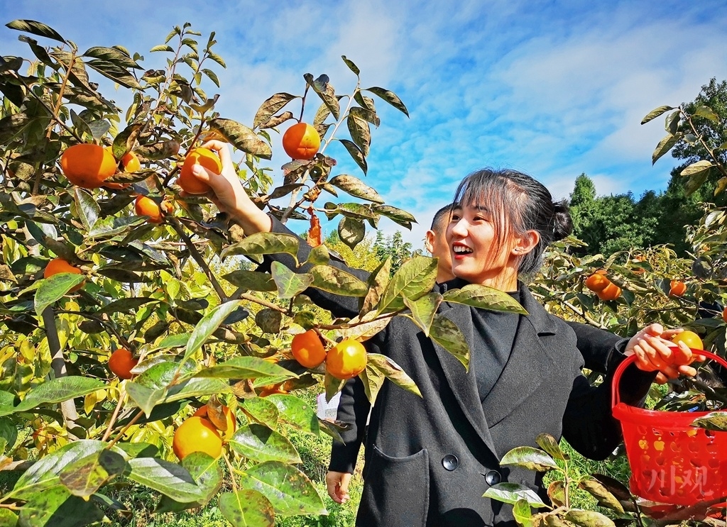 视频|广元漫山柿子别样红 即摘即食甜蜜蜜