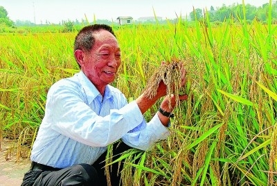 袁隆平在观察杂交水稻生长情况.资料图片