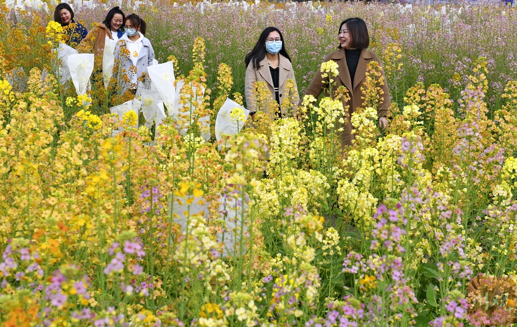 目前,位于该村的5个色系的50多个品种的油菜花进入盛花期,彩色油菜花