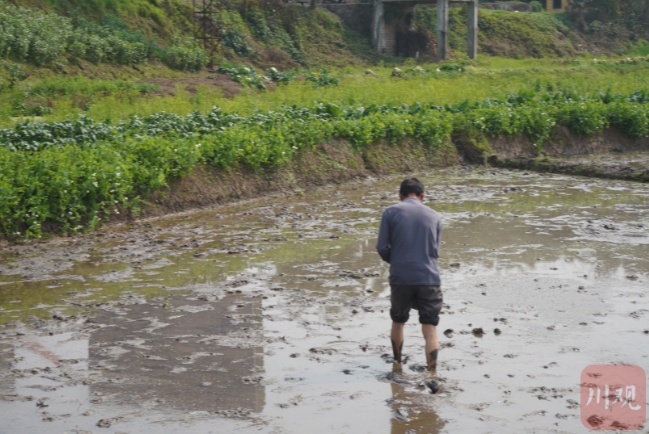 泸县农民正在撒播水稻种子.魏冯摄