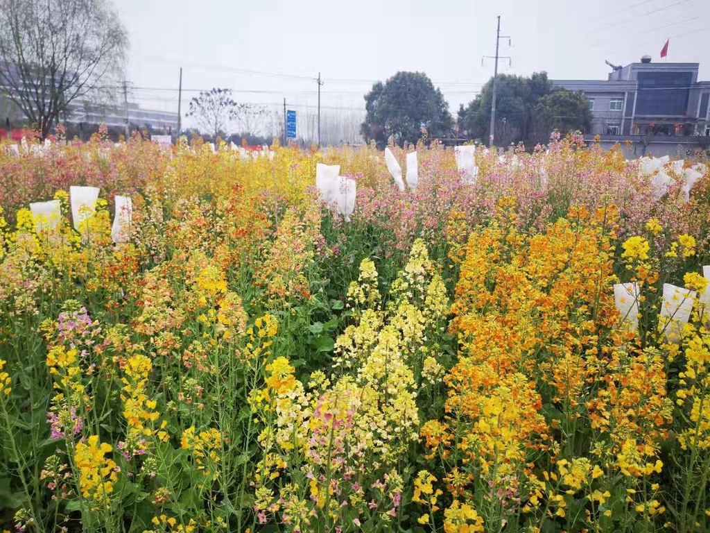 多图丨什邡"五彩油菜花"绽放