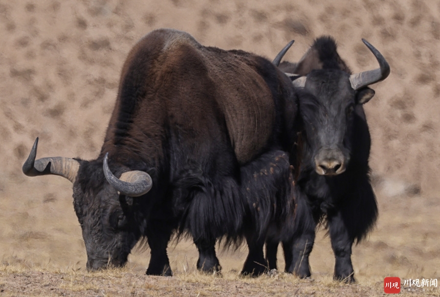 视觉四川|群牛踏雪奔腾迎牛年——看镜头下高原牦牛和它的小伙伴们