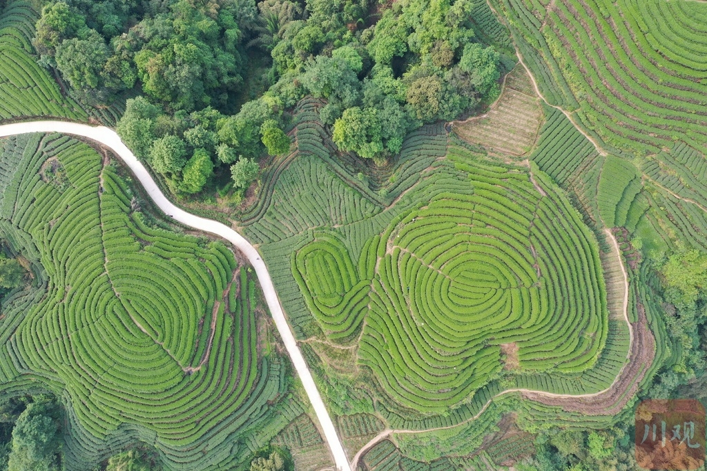 航拍雅安市名山区金鼓村"大地指纹"茶山 感受难得的宁静
