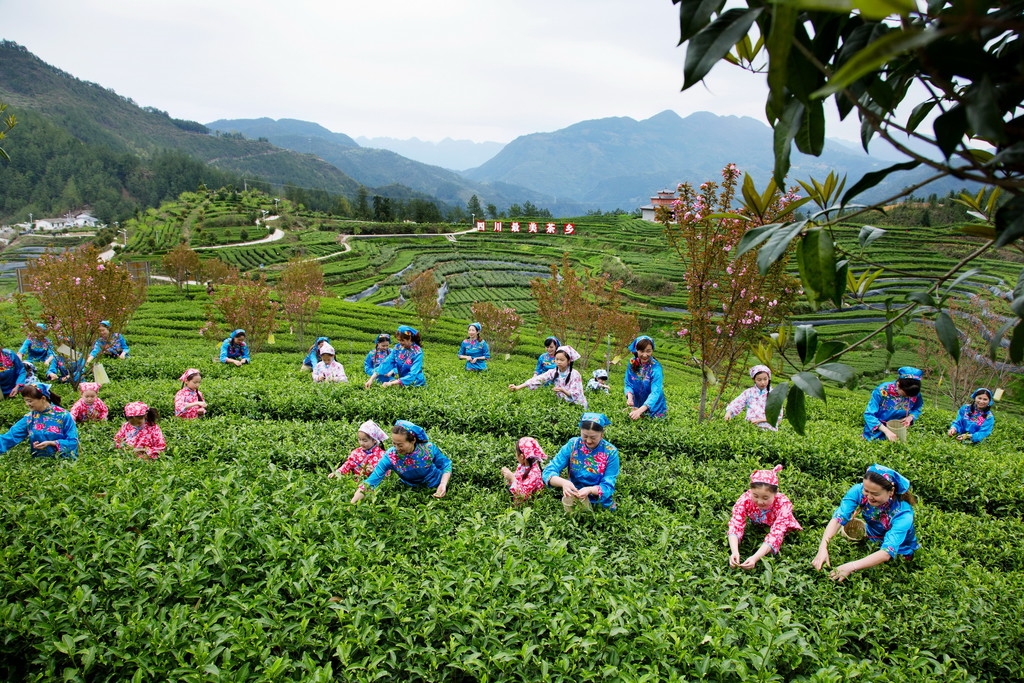 采茶姑娘采摘茶青.伍胡榕 摄