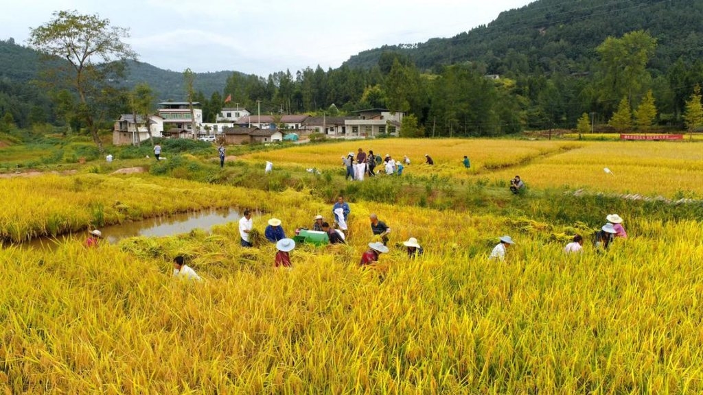 通江稻田养鱼喜迎丰收 预计产稻谷50000余斤,鲜鱼20000斤