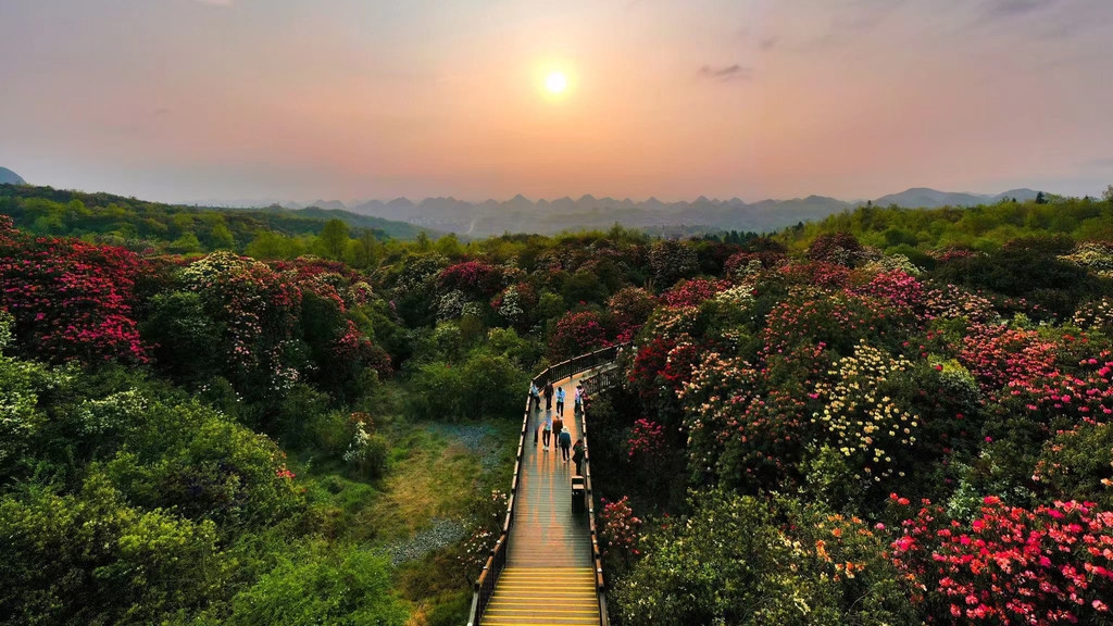 炎炎夏日到,花海毕节来蓉邀请游客享清凉