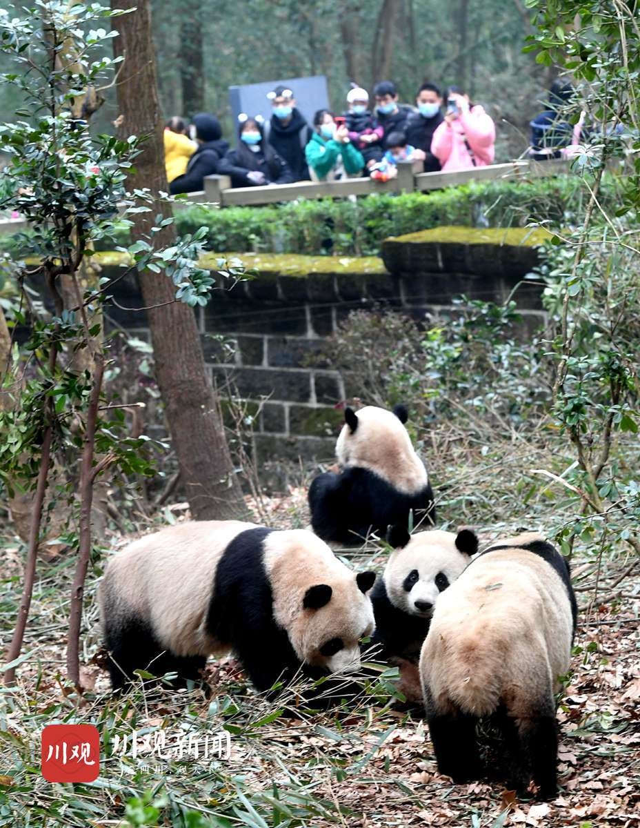 视频成都大熊猫繁育研究基地免费开放日大熊猫萌萌哒亮相