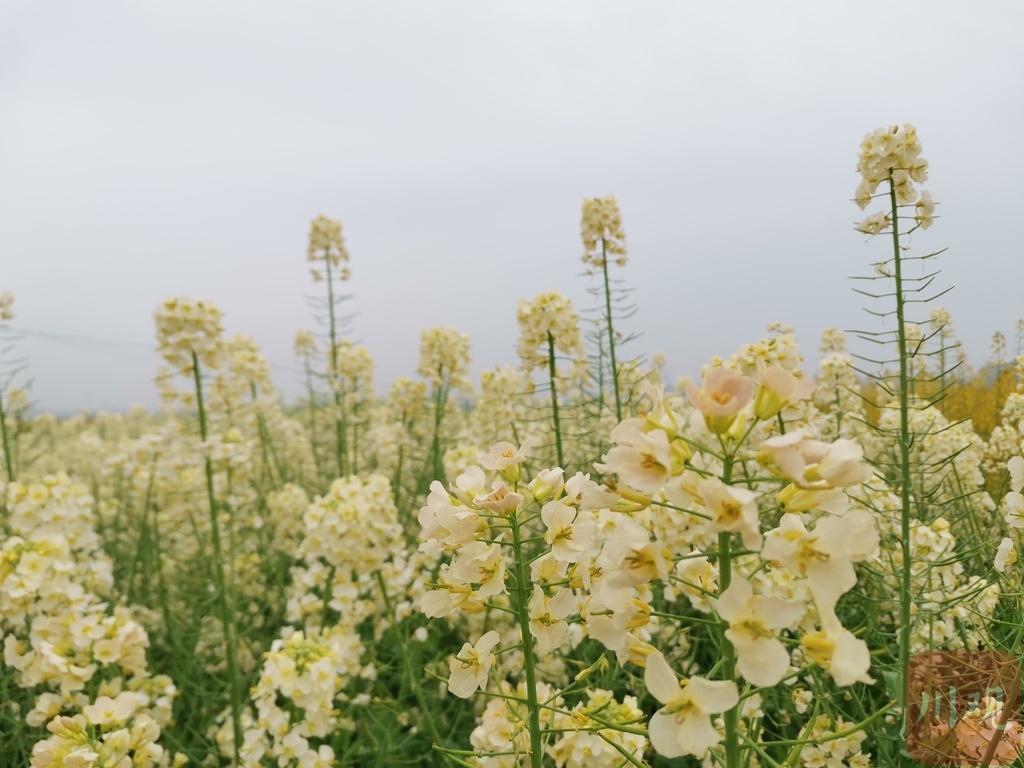 视频|油菜花田缤纷绽放,你知道彩色油菜花咋来的吗?