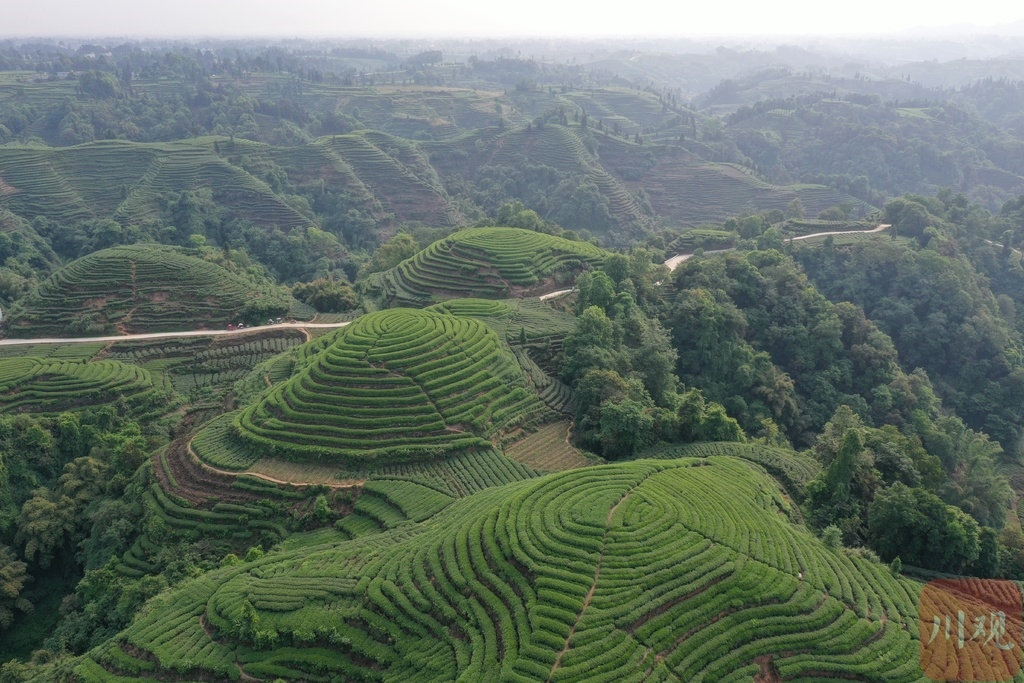 航拍雅安市名山区金鼓村"大地指纹"茶山 感受难得的宁静