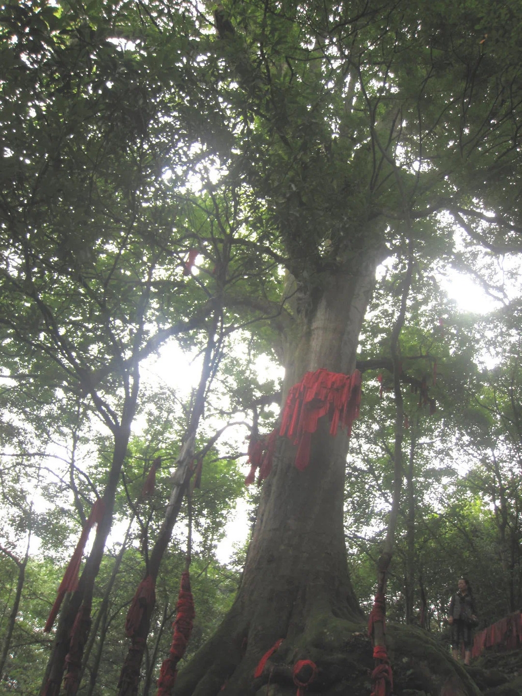 趣说雅州|"最美红豆树"遥寄相思千年