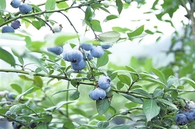 沙湾区祝村:蓝莓飘香景色美_四川在线