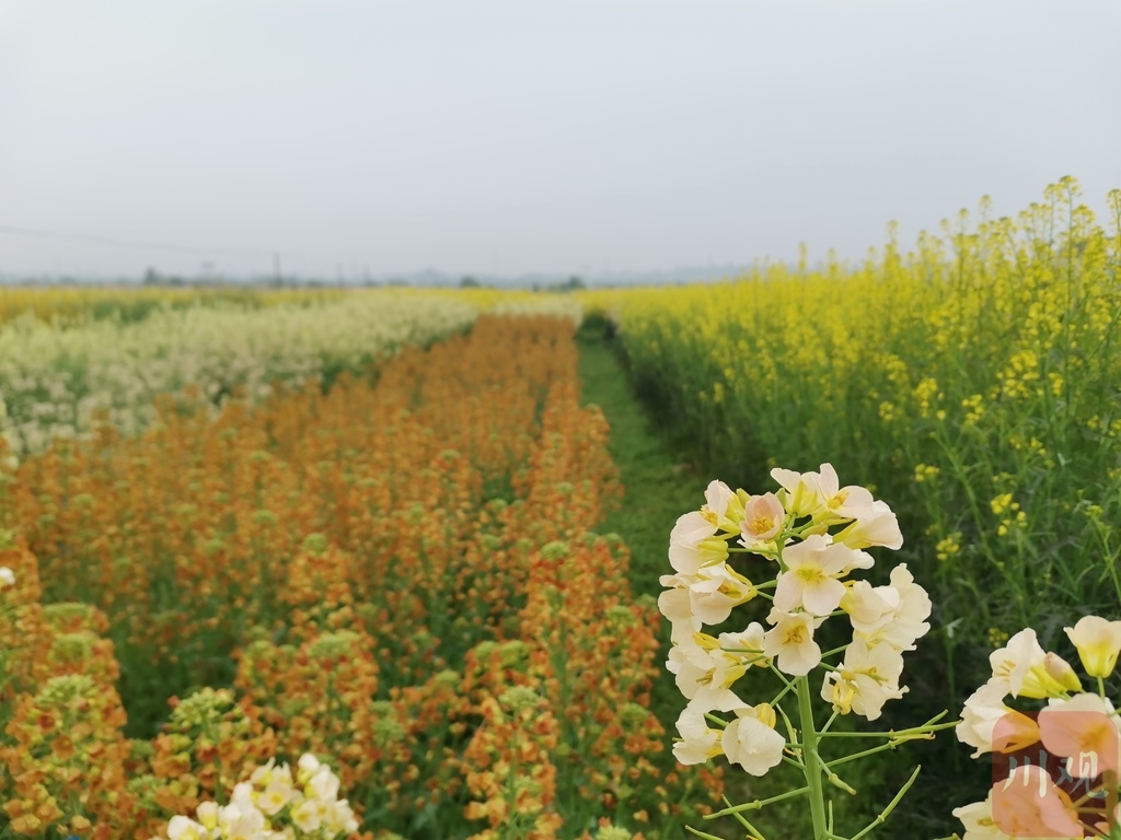 视频|油菜花田缤纷绽放,你知道彩色油菜花咋来的吗?