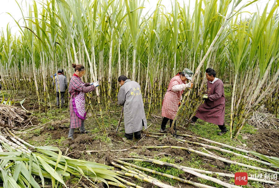 绵阳安州:千亩甘蔗喜迎丰收_四川在线