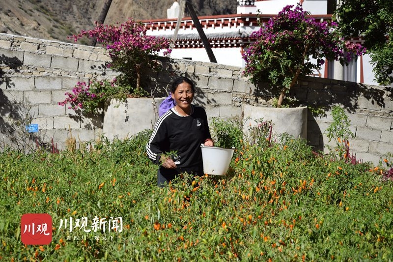 镜观"百县千村行"丨三度获金奖的得荣树椒,你一定要试一下