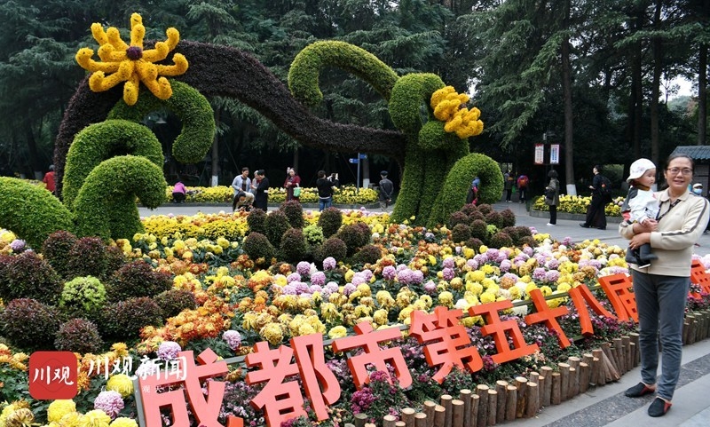 视频|万人打卡成都菊花展 :金秋香阵漫蓉城·芙蓉金菊斗馨香