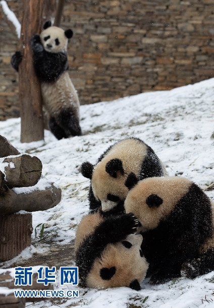 卧龙神树坪基地下雪啦!看熊猫宝宝戏雪真欢乐