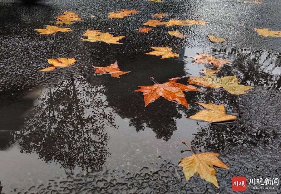 视频冬天下雨的成都有好冷出门冷得打摆摆