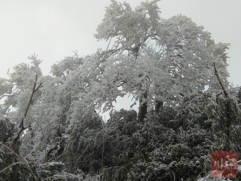 组图丨宜宾多地"白了头" 周末赏雪完整攻略来了