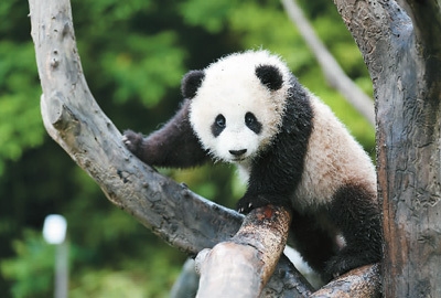 似乎只会卖萌的大熊猫为什么是国宝?