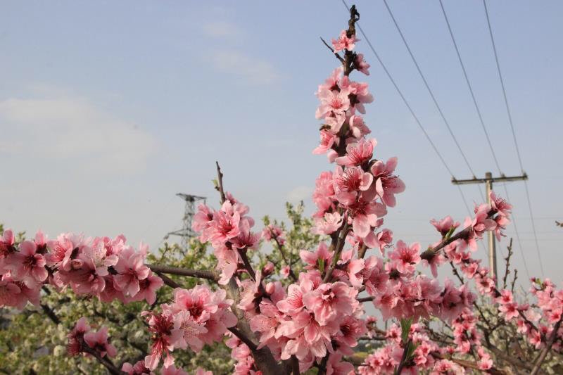 千亩桃花开!成都青白江桃花生态旅游节开幕