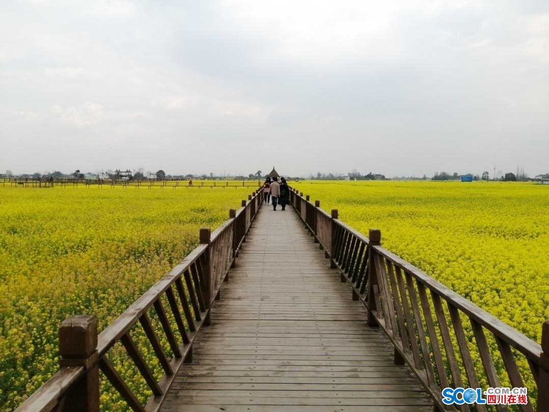 赏花哪里去?广汉国家现代农业产业园4.2万亩油菜花田等您来打卡!