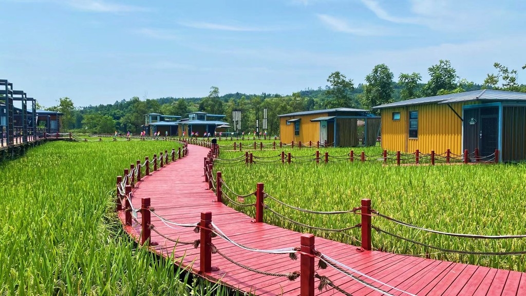 向日葵花海刷屏广安人朋友圈,岳池农家将打造三大区域景观