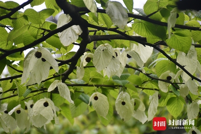 四川古蔺黄荆老林的"植物熊猫"珙桐开花了 像成千上万只鸽子飞舞