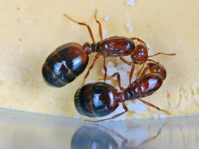 图为红火蚁蚁后和卵.(吕利华 摄)
